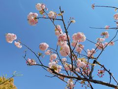 -高东镇樱花园