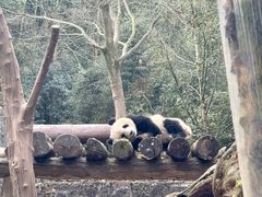 -都江堰中华大熊猫苑