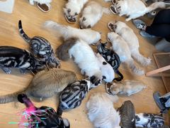 -有喵·猫咖·狗咖·30几只猫10只小狗(岗厦店)