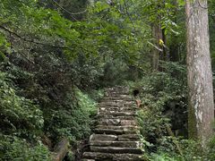 -天目山大树王景区