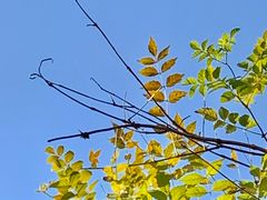 -秋霞圃