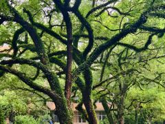 -中山大学广州校区南校园怀士堂