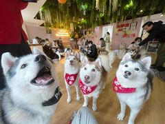 -Husky Go! 哈士奇体验馆·宠物咖啡厅狗咖