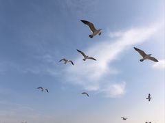 -养马岛旅游度假区