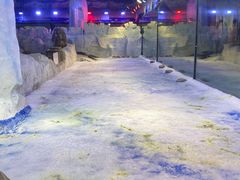 -芜湖新华联大白鲸海洋公园