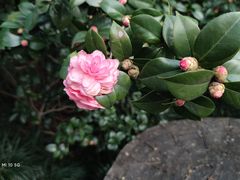 -中国科学院华南植物园