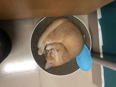 -lincat·猫舍(广州店)