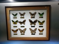 -上海昆虫博物馆