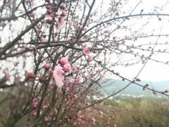 -香雪海