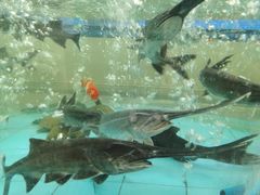 -鲤鱼塘农家山庄