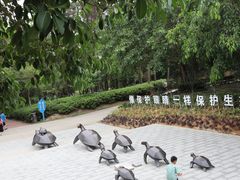 -广东惠东海龟国家级自然保护区