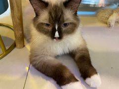 -平行世界·猫咖(首经贸店)