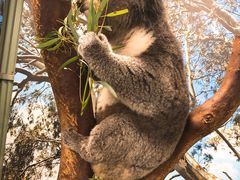 -费瑟代尔野生动物园