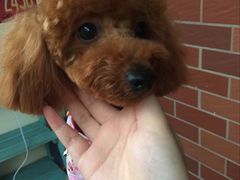 -八公叔叔宠物美容连锁(春申店)