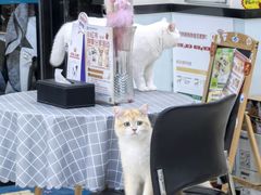 -西安乐游原