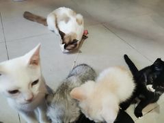 -Heymao猫咖.咖啡厅(东门店)