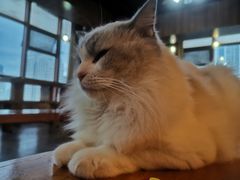 -蓝鲸·缅因猫舍
