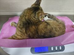 -北京观赏动物医院·24小时大型综合·猫专科·异宠专科