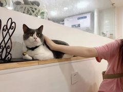 -李小姐の猫咖啡馆(五角场店)