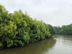 -大湾区中央湿地公园