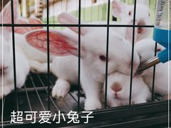 -洪湖家庭农场·团建·露营·会议