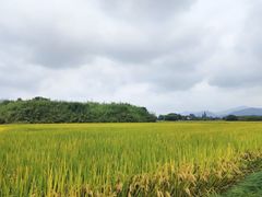 -良渚古城遗址公园