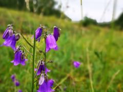 -乌兰布统景区-白桦林