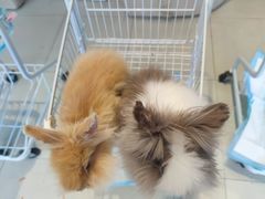 -怪兽屋·羊驼·猫咖·狗咖(俊华广场店)