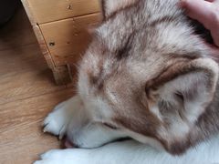 -Husky Go! 哈士奇体验馆·宠物咖啡厅狗咖