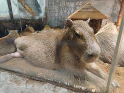 -Zoolung Zoolung动物主题公园(海信广场店)