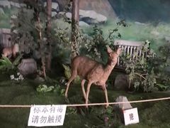 -吉林省自然博物馆