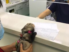 -北京观赏动物医院·24小时大型综合·猫专科·异宠专科
