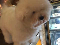 -more than meow吴止猫主题餐厅(承德 中船汇店)