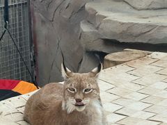 -青藏高原野生动物园