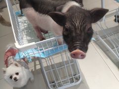 -怪兽屋·羊驼·猫咖·狗咖(俊华广场店)