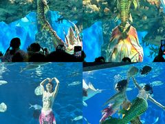 -海合安武汉极地海洋公园