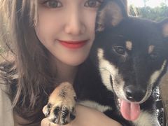 -柴犬高等学院·狗咖·柴犬售卖·宠物训练