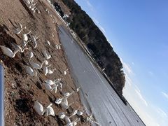 -烟墩角天鹅湖