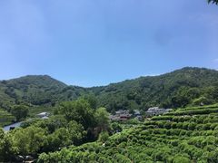 -龙井村