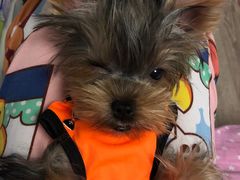 -翊宠yipet猫狗购宠庄园犬舍•猫舍