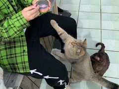 -喵屿·大理花园猫咖