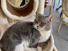 -共舞时光猫咖·狗咖(新街口店)