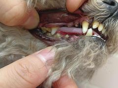 -FAELING PETS美天灵宠物(富力广场店)