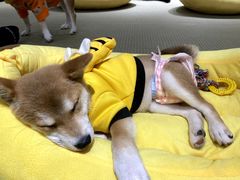 -逗柴咖啡屋·狗咖猫咖宠物桌游