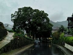 -龙坞茶村