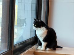 -有喵·猫咖·狗咖·30几只猫10只小狗(岗厦店)