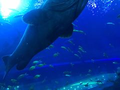 -成都浩海立方海洋公园