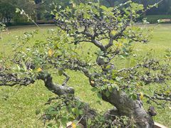 -申粤轩酒楼·三十年粤菜经典(丁香花园店)