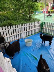 -萌宠亲子动物乐园(槐房万达店)