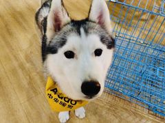 -Husky Go! 哈士奇体验馆·宠物咖啡厅狗咖